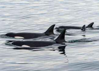 Orcas Fashion Trend: Dead Salmon Hats Making a Comeback orcas-fashion-trend-dead-salmon-hats-making-a-comeback