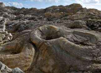 Preserved Fossil Forest in Dorset: England’s 145 Million-Year-Old Tree Stump Fossils preserved-fossil-forest-in-dorset-englands-145-million-year-old-tree-stump-fossils