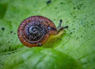 Reintroduction of Pea-Sized Snails Previously Thought Extinct – A Conservation Success Story reintroduction-of-pea-sized-snails-previously-thought-extinct-a-conservation-success-story