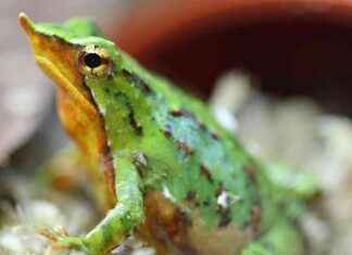 Rescuing Tiny Frogs: Charles Darwin-Named Species Flown from Chile to London for Fungus Protection rescuing-tiny-frogs-charles-darwin-named-species-flown-from-chile-to-london-for-fungus-protection
