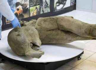 Scientists Unveil ‘Remarkably Well Preserved’ Baby Mammoth Remains scientists-unveil-remarkably-well-preserved-baby-mammoth-remains