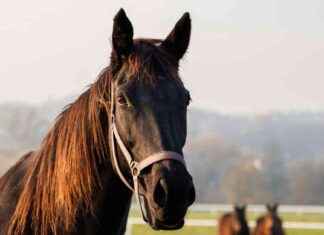 Study: Undetected Spread of Bird Flu to Horses study-undetected-spread-of-bird-flu-to-horses