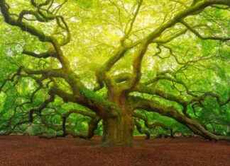 The Impact of Rising Temperatures on Antarctic Permafrost and Iconic Trees the-mpact-of-rising-temperatures-on-antarctic-permafrost-and-conic-trees