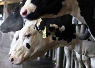 The Impact of U.S. Government and Industry Mistakes on the Spread of Bird Flu the-mpact-of-us-government-and-ndustry-mistakes-on-the-spread-of-bird-flu