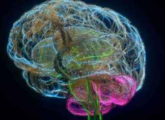 The Role of Gut Microbiome in Human Brain Evolution: Study Findings the-role-of-gut-microbiome-in-human-brain-evolution-study-findings