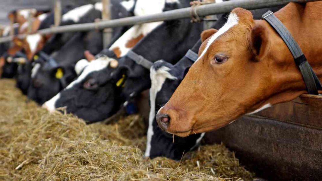 title-the-mpact-of-bovaer-cattle-feed-additive-on-milk-consumption-why-shoppers-are-pouring-milk-down-the-toilet