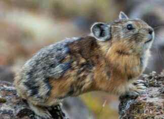 Turuchan Pika: Discover the Playful and Adorable Ball of Fluff turuchan-pika-discover-the-playful-and-adorable-ball-of-fluff