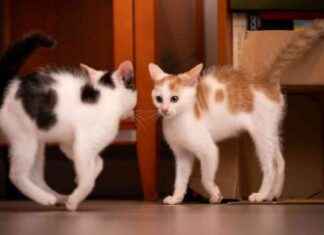 Understanding Cat Communication Through Tail Movements understanding-cat-communication-through-tail-movements