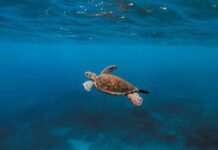 understanding-the-role-of-marine-snow-in-carbon-sequestration