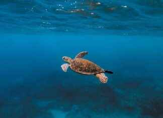 Understanding the Role of Marine Snow in Carbon Sequestration understanding-the-role-of-marine-snow-in-carbon-sequestration