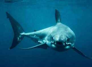 Unlocking Secrets of the Great White Shark: Analysis of ‘Mega Momma’ Killed on Drumline unlocking-secrets-of-the-great-white-shark-analysis-of-mega-momma-killed-on-drumline