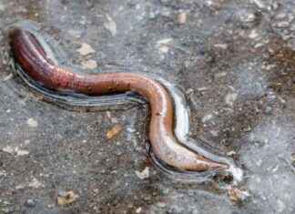 Why do earthworms surface during rainy weather? why-do-earthworms-surface-during-rainy-weather