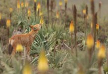 wolves-as-pollinators-the-mpact-of-nectar-feeding-on-flowers