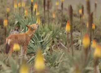 Wolves as Pollinators: The Impact of Nectar-Feeding on Flowers wolves-as-pollinators-the-mpact-of-nectar-feeding-on-flowers