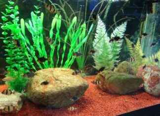 Woman Hospitalized After Cleaning Fish Tank: Diagnostic Dilemma woman-hospitalized-after-cleaning-fish-tank-diagnostic-dilemma