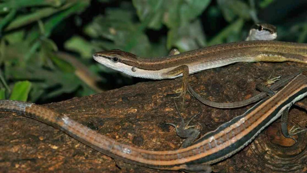 animal-with-the-longest-tail-discover-the-record-breaking-creature