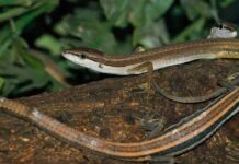 animal-with-the-longest-tail-discover-the-record-breaking-creature