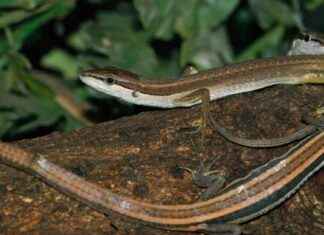 Animal with the Longest Tail: Discover the Record-Breaking Creature animal-with-the-longest-tail-discover-the-record-breaking-creature