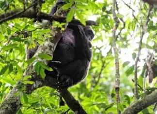 Chimpanzee Urination Behavior: Is Peeing Contagious Among Primates? chimpanzee-urination-behavior-s-peeing-contagious-among-primates