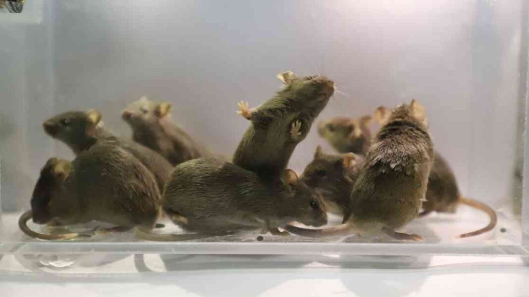 mice-with-two-dads-chinese-scientists-surprising-success