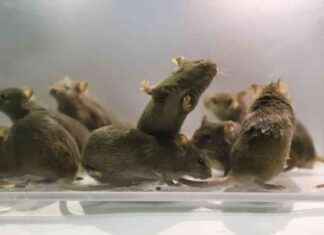 Mice with Two Dads: Chinese Scientists’ Surprising Success mice-with-two-dads-chinese-scientists-surprising-success