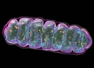 Mitochondrial ‘Numts’ Jumping: Fast and Deadly Consequences mitochondrial-numts-jumping-fast-and-deadly-consequences
