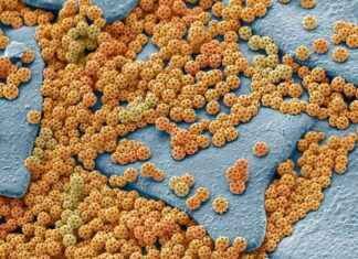 Insect-Inspired Nanotech Camouflage: Innovations in Design and Development nsect-nspired-nanotech-camouflage-nnovations-in-design-and-development