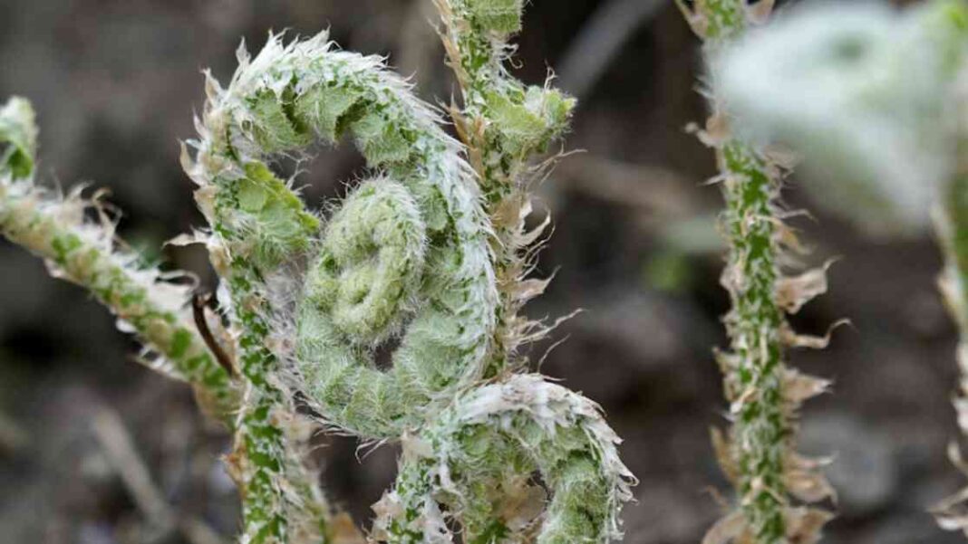 scientists-discover-ferns-can-evolve-backward-a-new-study-on-evolutionary-patterns