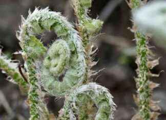 Scientists discover ferns can evolve ‘backward’: A new study on evolutionary patterns scientists-discover-ferns-can-evolve-backward-a-new-study-on-evolutionary-patterns