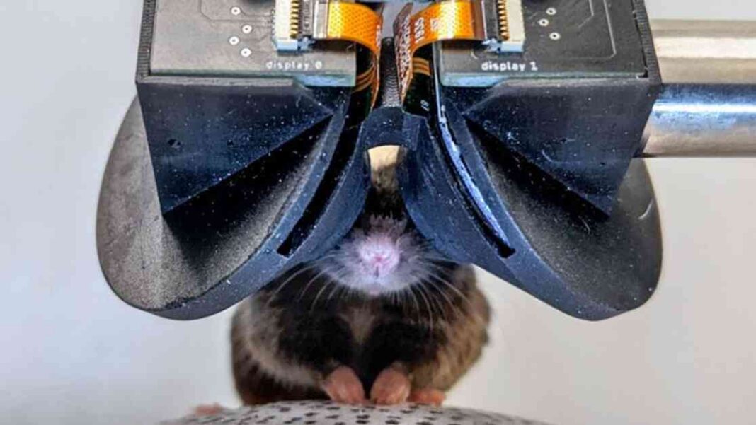 tiny-virtual-reality-goggles-for-mice-advancements-in-animal-research-technology