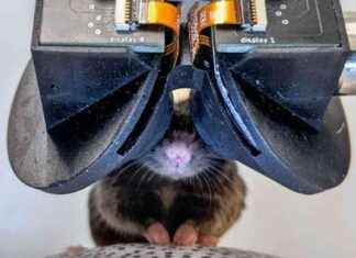 Tiny Virtual Reality Goggles for Mice: Advancements in Animal Research Technology tiny-virtual-reality-goggles-for-mice-advancements-in-animal-research-technology