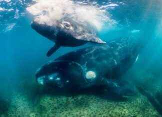 Whale Lifespan Discovery: Some Whales Live Twice as Long as Previously Believed whale-lifespan-discovery-some-whales-live-twice-as-long-as-previously-believed