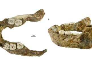 Ancient Jawbone Reveals New Human Ancestor ancient-jawbone-reveals-new-human-ancestor