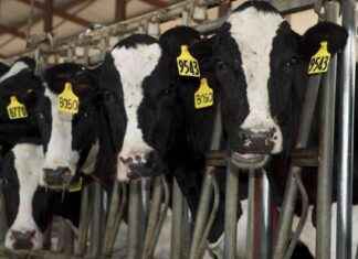 Avian Influenza Found in American Cattle avian-nfluenza-found-in-american-cattle