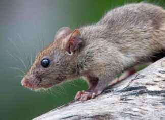 Avian Influenza Impact on Cats, Rats, and Eggs avian-nfluenza-mpact-on-cats-rats-and-eggs