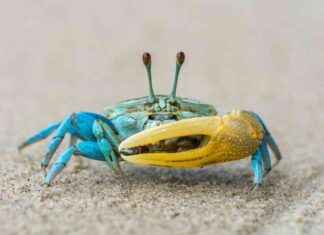 Debunking Crab Memes: Evolution Misconceptions Explained debunking-crab-memes-evolution-misconceptions-explained