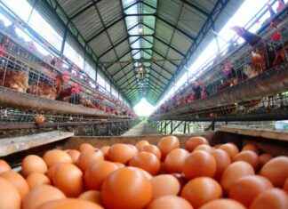 Egg Crisis: Farmers Lose Flocks to Bird Flu egg-crisis-farmers-lose-flocks-to-bird-flu