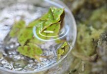 endangered-froglets-born-after-7000-mile-rescue-mission