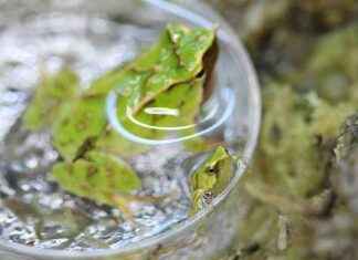 Endangered Froglets Born After 7,000-Mile Rescue Mission endangered-froglets-born-after-7000-mile-rescue-mission