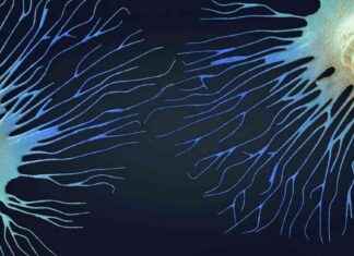 Heart Drug from Foxglove May Dissolve Cancer Cell Clumps heart-drug-from-foxglove-may-dissolve-cancer-cell-clumps