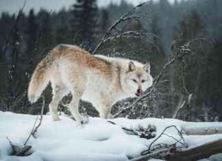 How Dogs Domesticated Themselves for Snacks how-dogs-domesticated-themselves-for-snacks