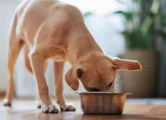 Lab-Grown Pet Treats: Will Your Dog Eat Cultivated Meat? lab-grown-pet-treats-will-your-dog-eat-cultivated-meat