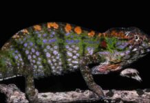 labords-chameleon-color-changing-lizard-with-short-lifespan