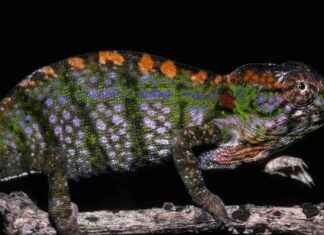 Labord’s Chameleon: Color-Changing Lizard with Short Lifespan labords-chameleon-color-changing-lizard-with-short-lifespan