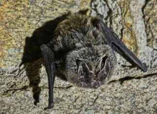 New Virus Found with Potential to Infect Humans like COVID-19 new-virus-found-with-potential-to-nfect-humans-like-covd-19