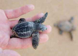 Sea Turtle Dance: Uncovering Magnetic Abilities sea-turtle-dance-uncovering-magnetic-abilities