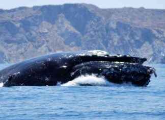 Understanding a humpback whale attack on a kayaker understanding-a-humpback-whale-attack-on-a-kayaker