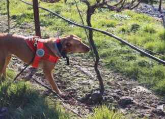 Detecting Invasive Species: Dogs to the Rescue detecting-nvasive-species-dogs-to-the-rescue