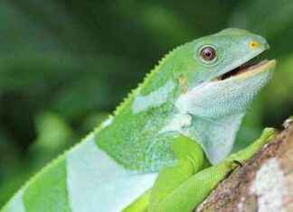 Fiji Iguanas: Ancient Journey from the Americas fiji-guanas-ancient-journey-from-the-americas