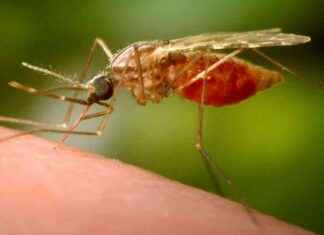 Genetically Modified Mosquitoes: Targeting Malaria Parasite Infection genetically-modified-mosquitoes-targeting-malaria-parasite-nfection